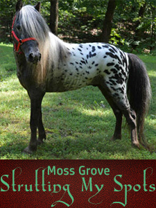 Spotted Dreams Miniature Horse Farm