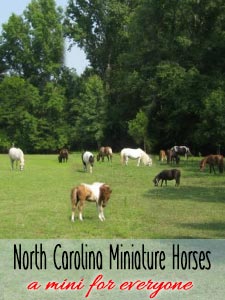 North Carolina Miniature Horses