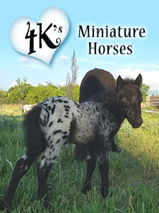 4 K's Miniature Horses