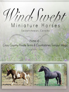 Windswept Miniature Horses