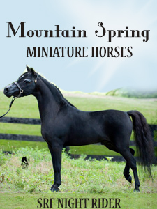 Mountain Spring Miniature Horses