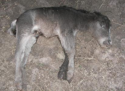 Miniature Horse Gestation Chart