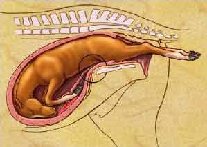 equine dystocia backwards with soles up