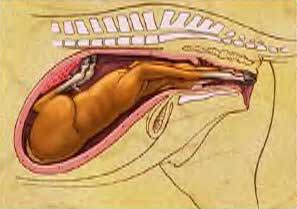 equine-dystocia-forward-upside-down.jpg