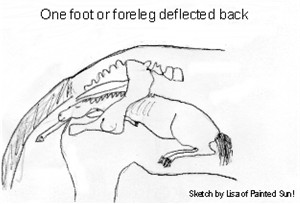 equine dystocia one forefoot or foreleg deflected back