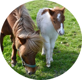 http://www.lilbeginnings.com/miniature-horse-facts-and-information/mini-horse-foal.png