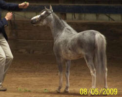 Owsley Fork Grey Gambler&nbsp;
