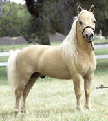 Halter Horse