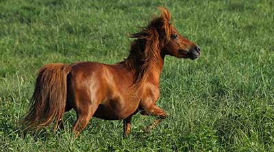 A Miniature Horse running through pasture